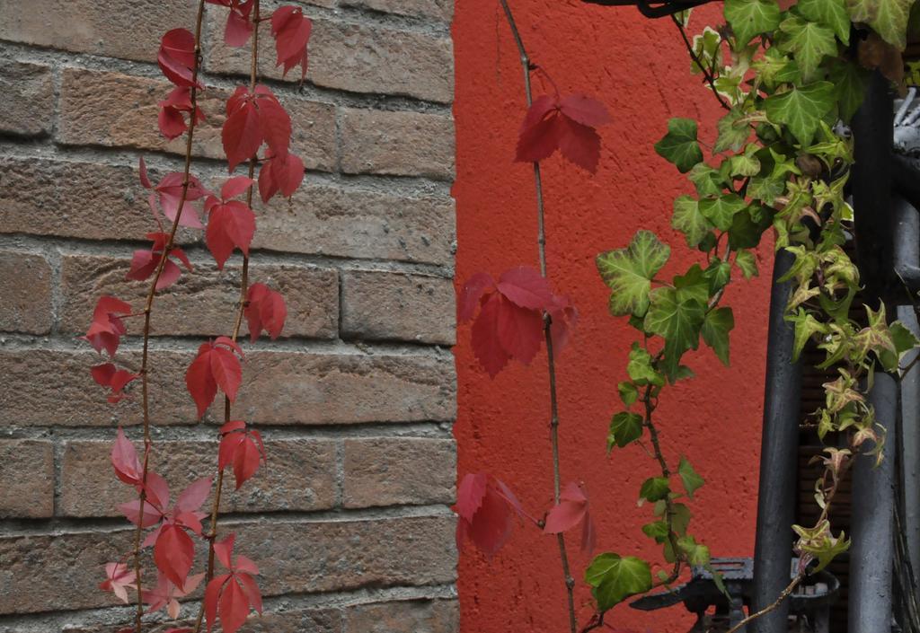 Castagnole Piemonte B&B Edera מראה חיצוני תמונה